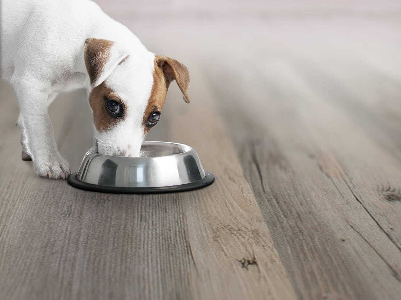 Thermofix 12128-1 Borovice sibiřská