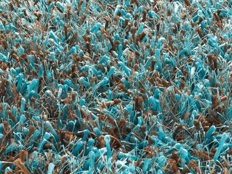 Magic tyrkys - braun