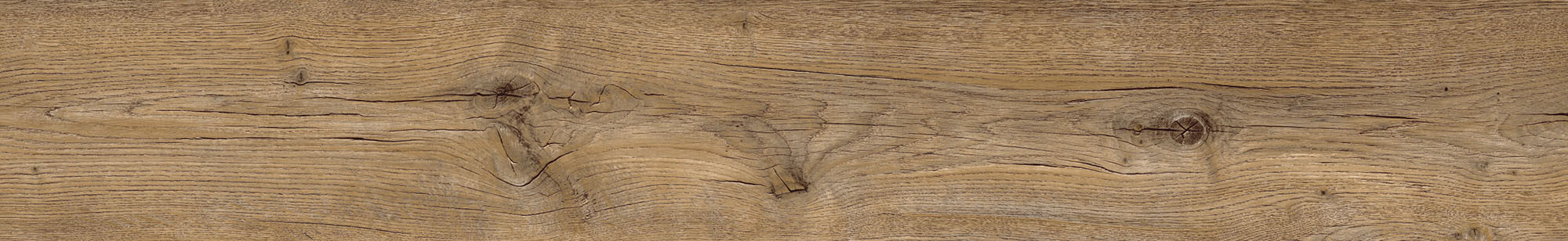 Primero 24856 Major oak