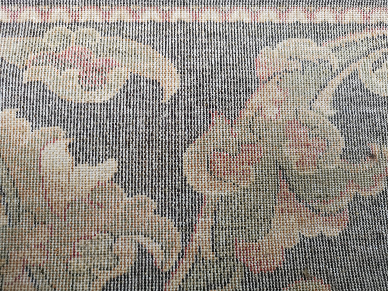 Starosta sahara Agnus