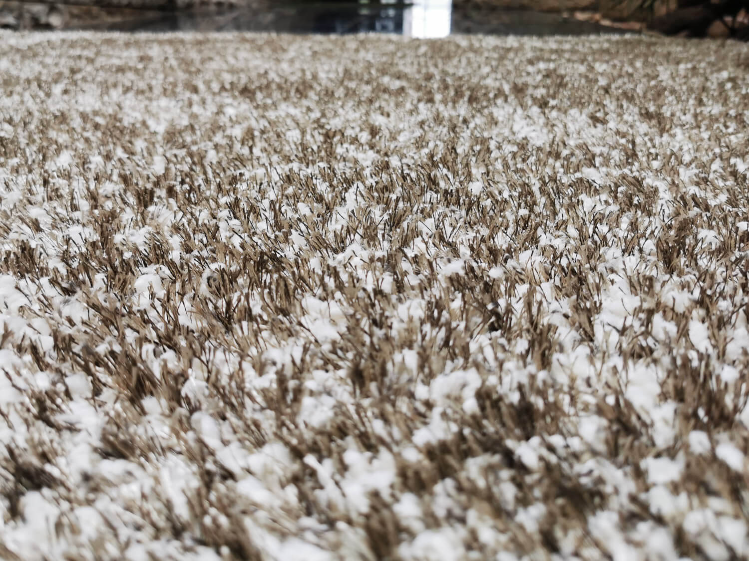 Limelight 22001-6600