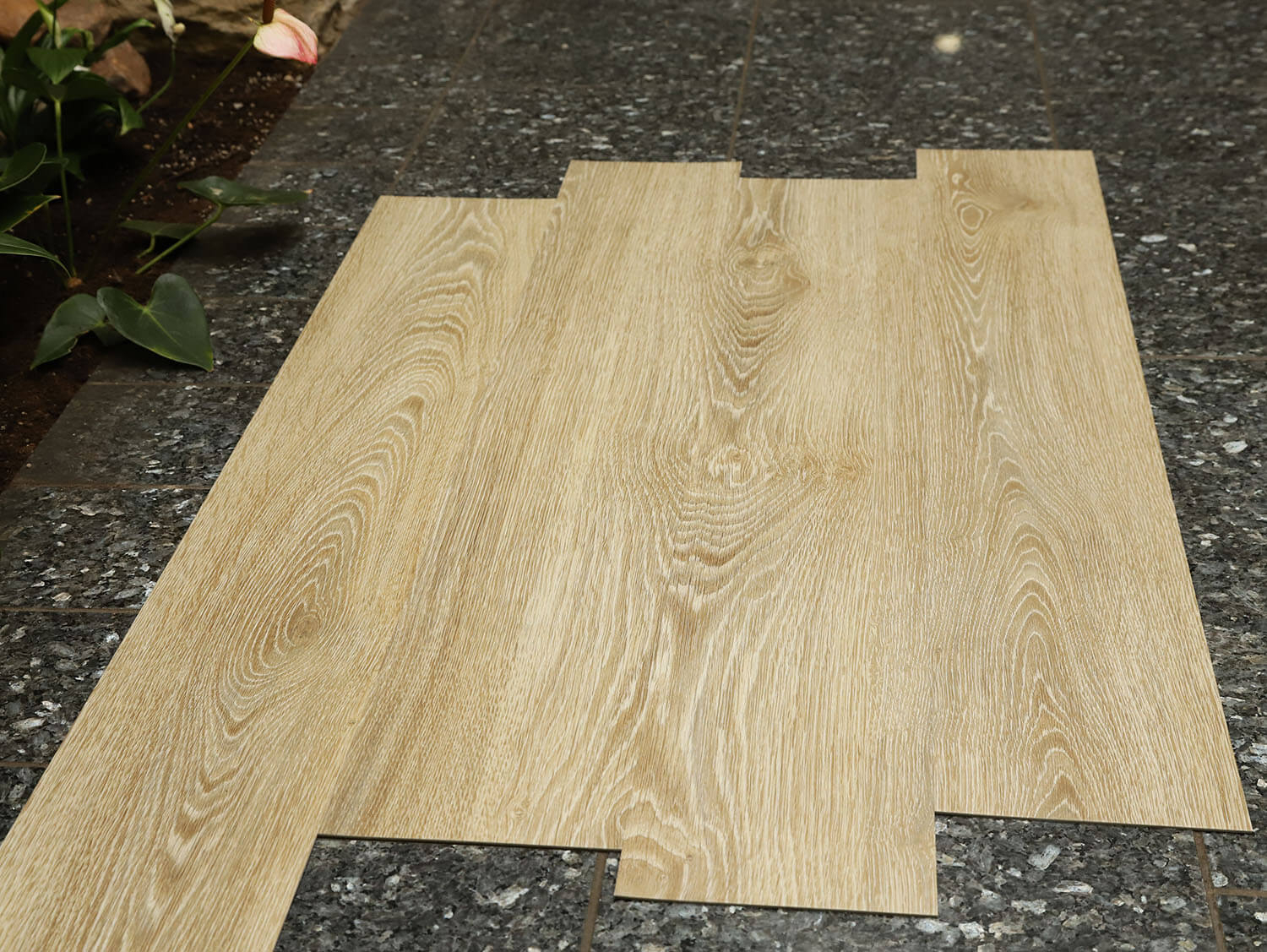 Primero 22837 Evergreen oak