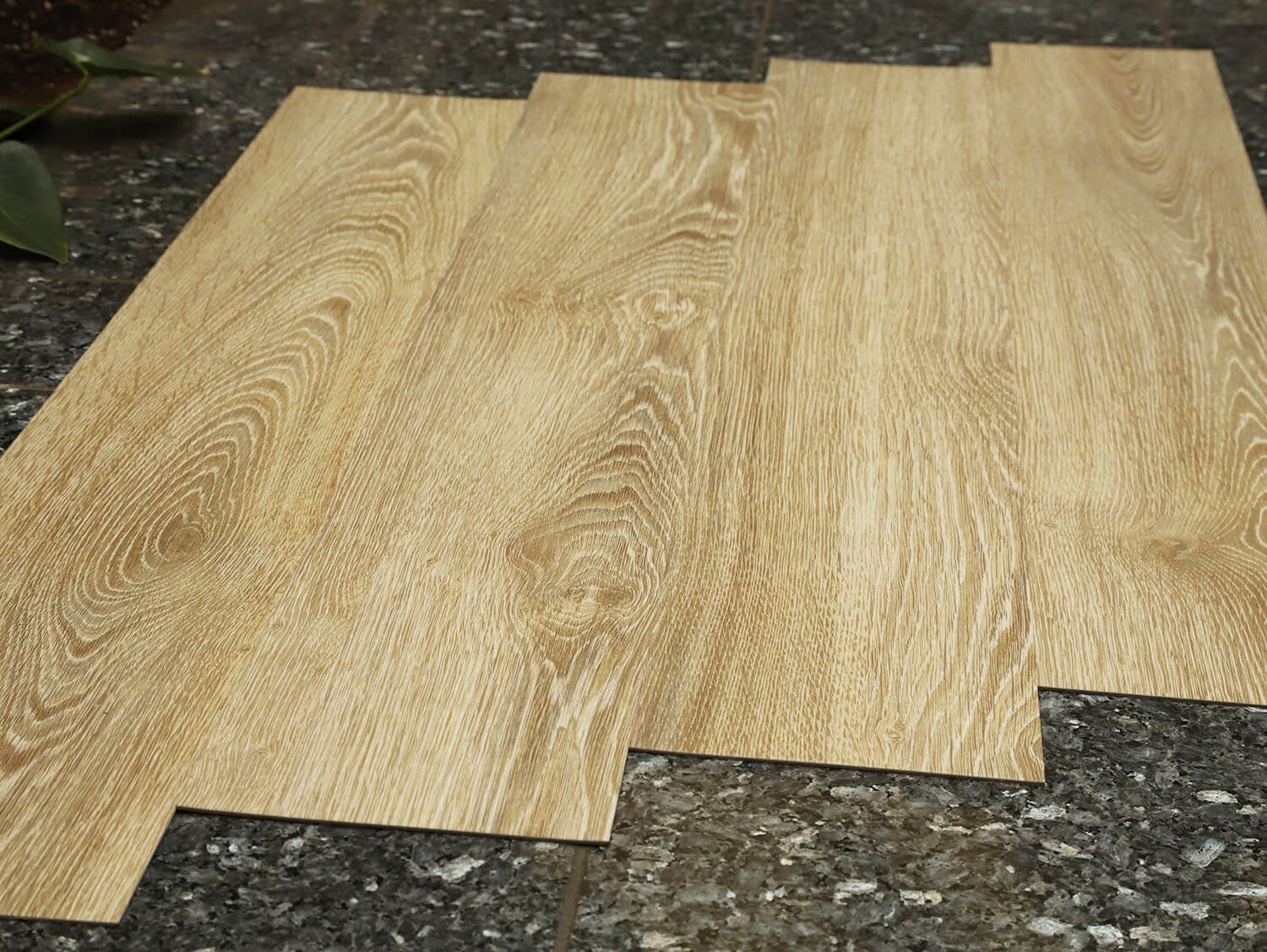 Primero 22837 Evergreen oak