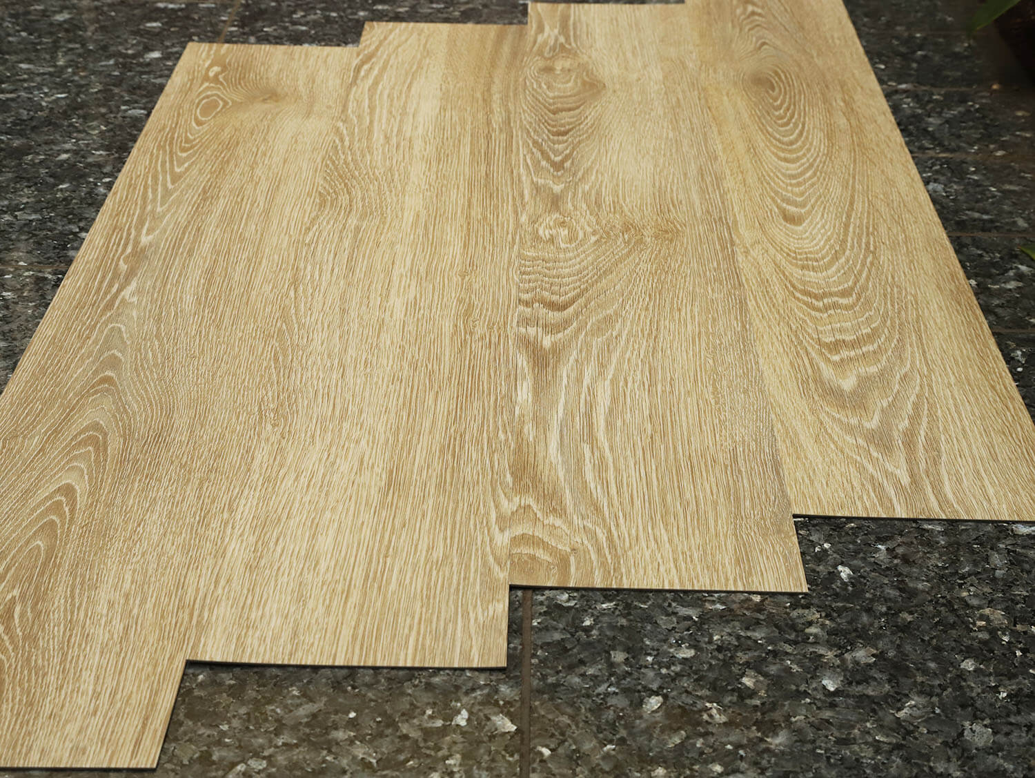 Primero 22837 Evergreen oak