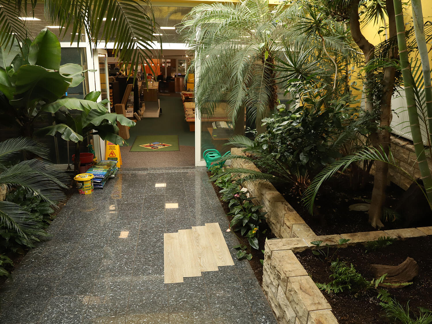 Primero 22837 Evergreen oak