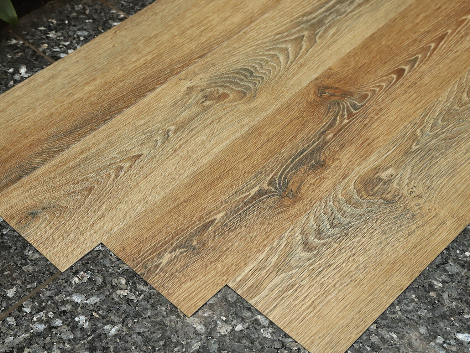 Primero 22857 Evergreen oak