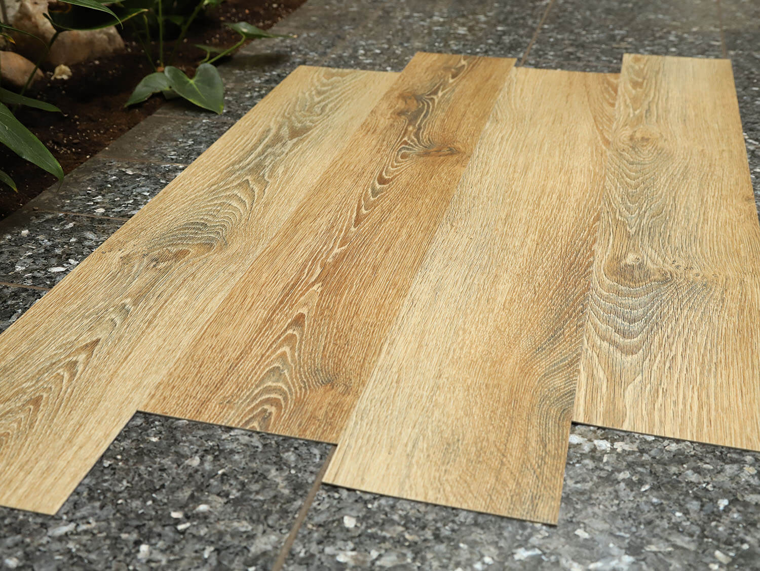 Primero 22857 Evergreen oak