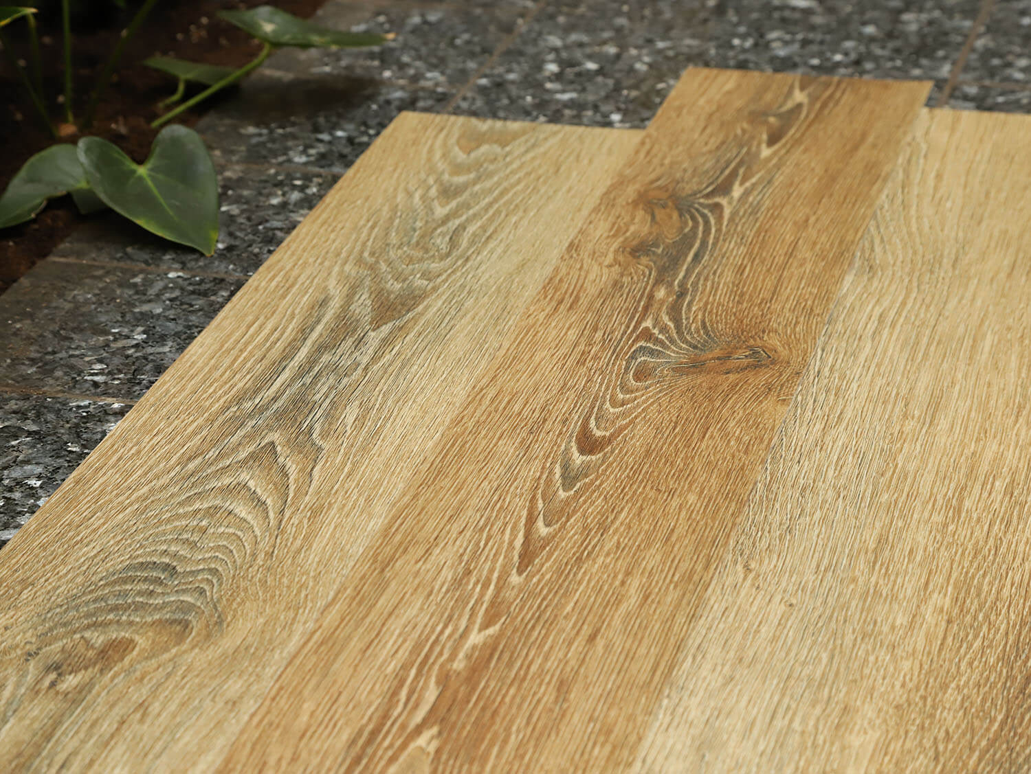 Primero 22857 Evergreen oak