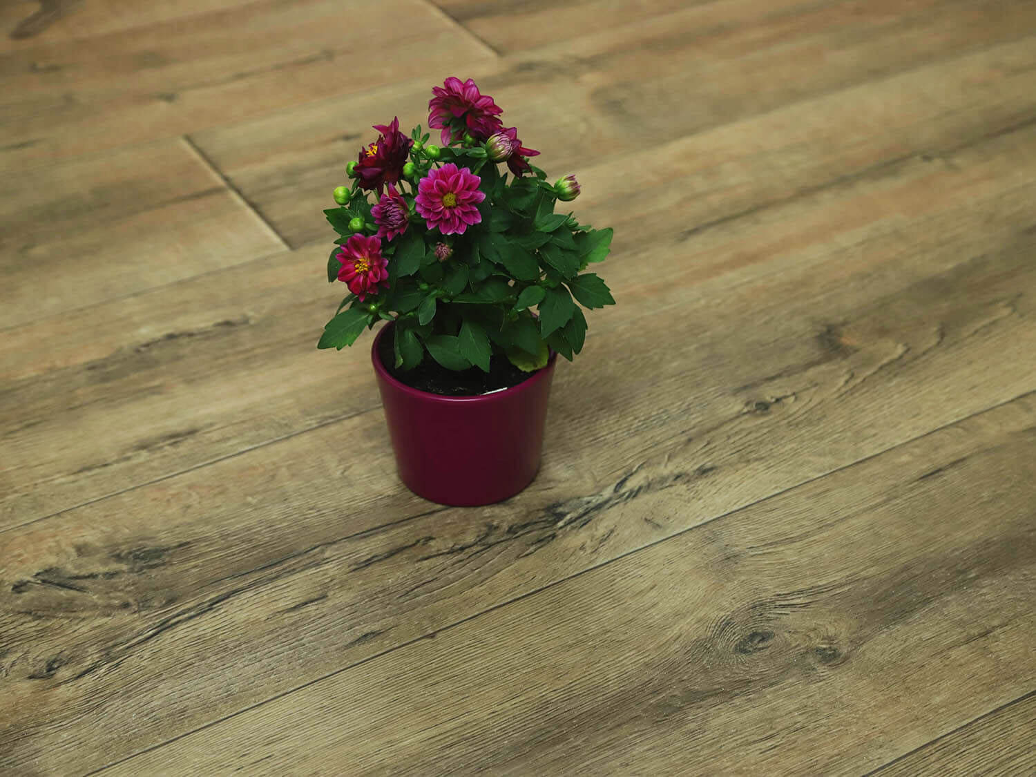 Woodline Edgewood W43