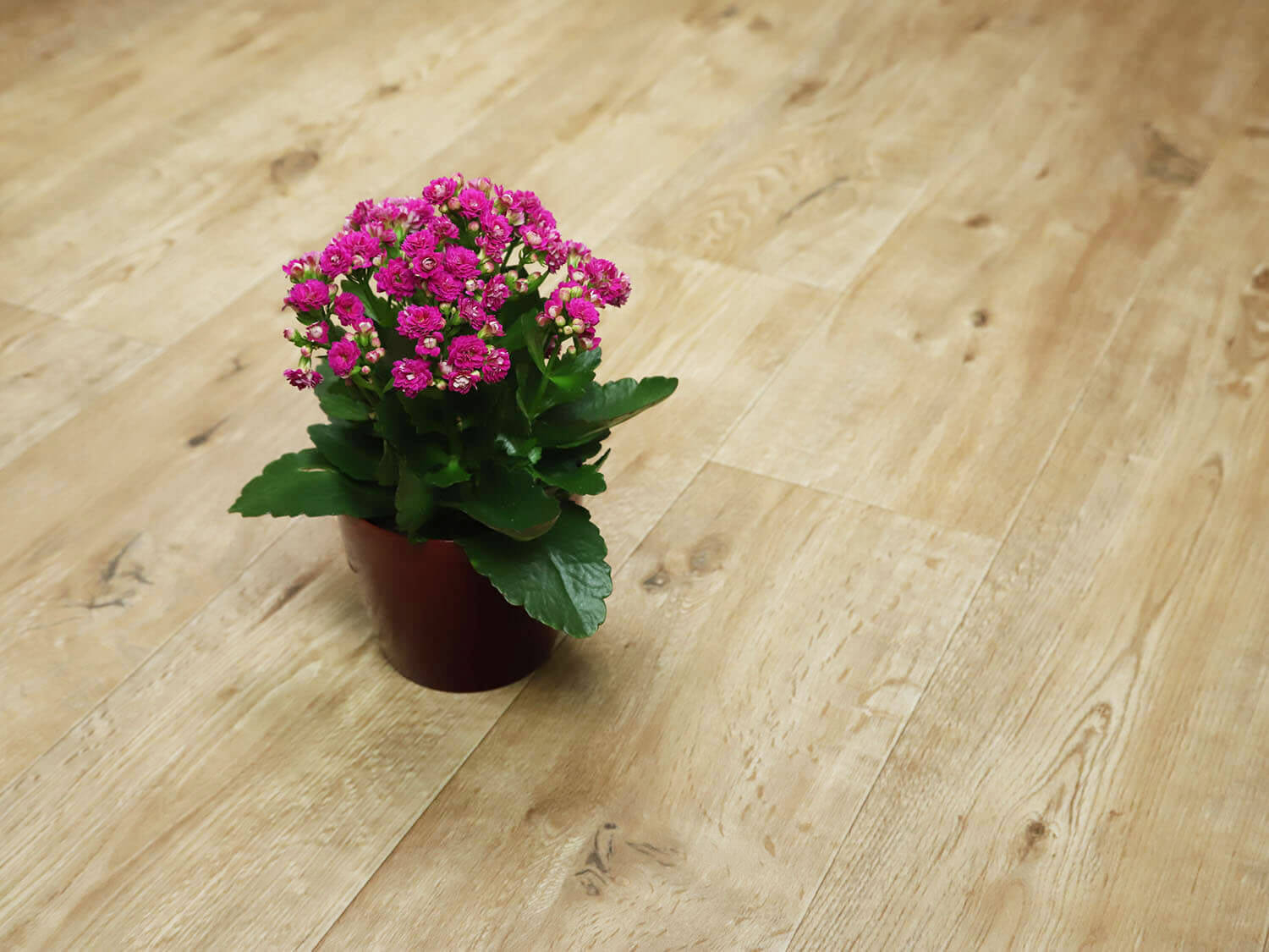 Textra Annapurna 2536