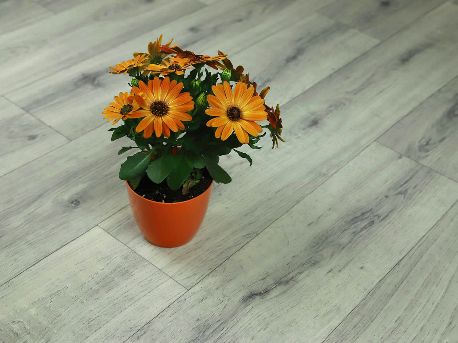 Textra Sorbonne 3592