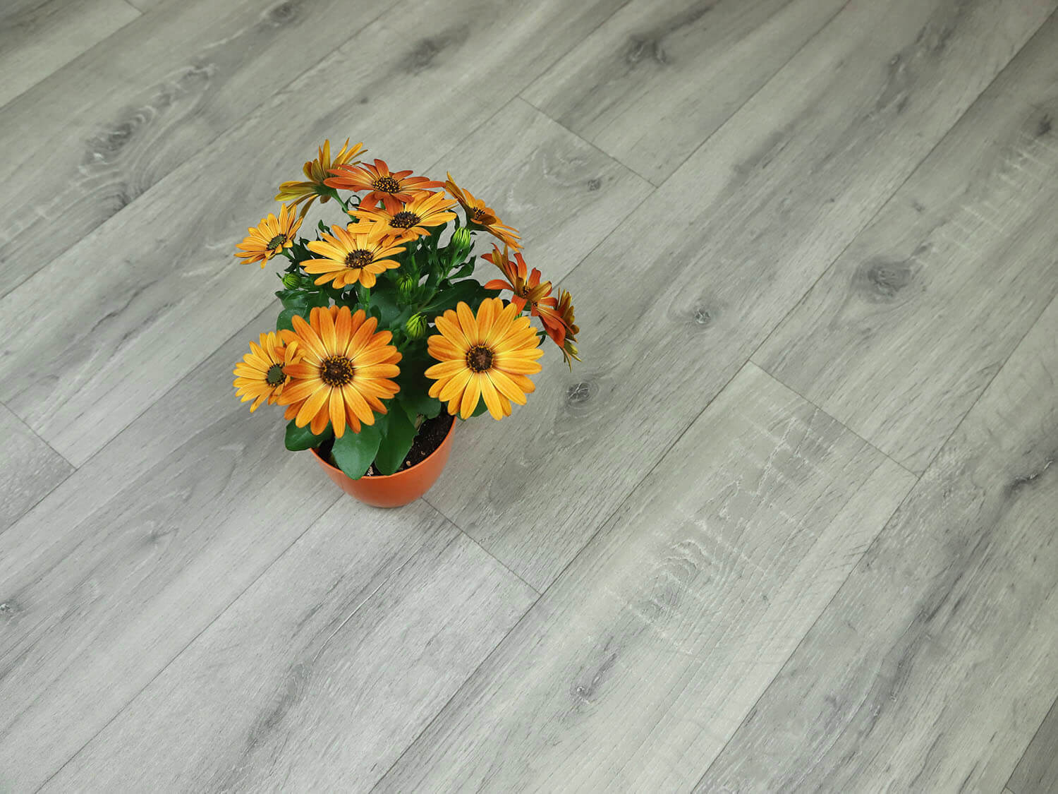 Textra Sorbonne 3594