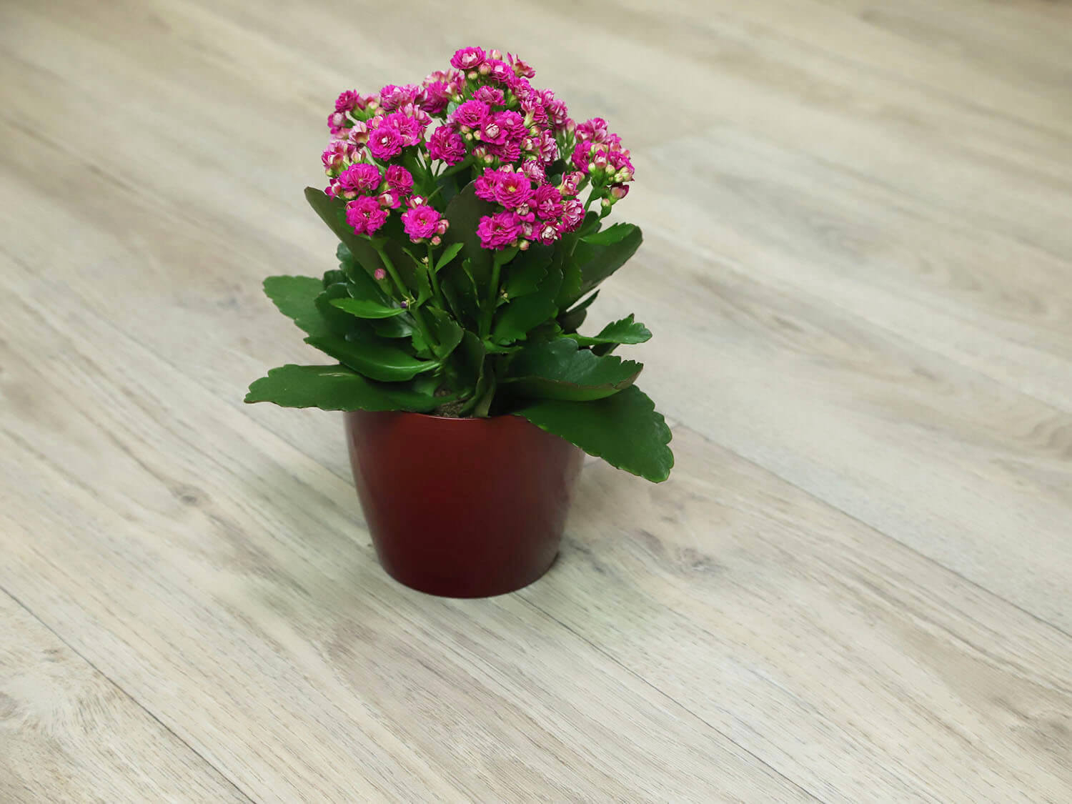 Textra San Remo 1592