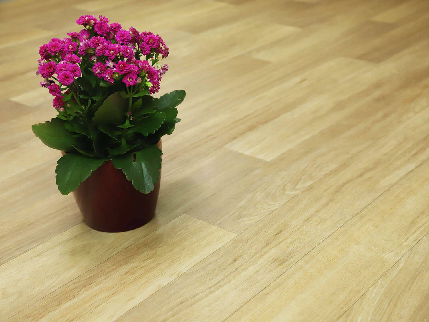 Centaur Natural Oak 226M