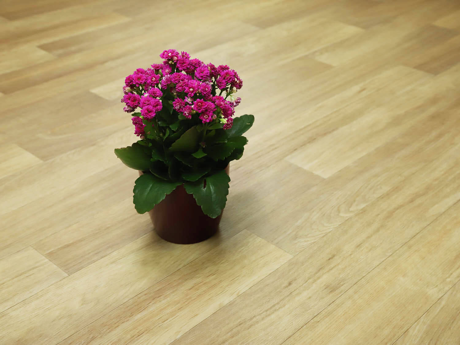 Centaur Natural Oak 226M