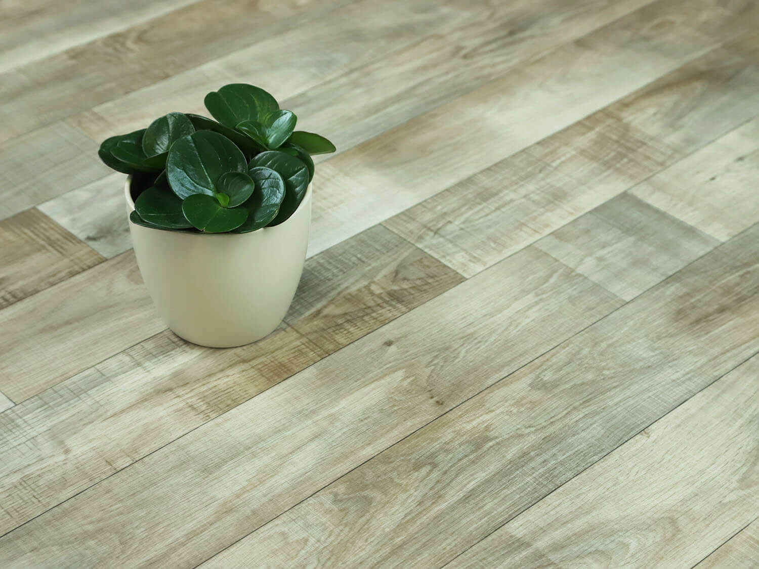 Sherwood Water Oak 676L