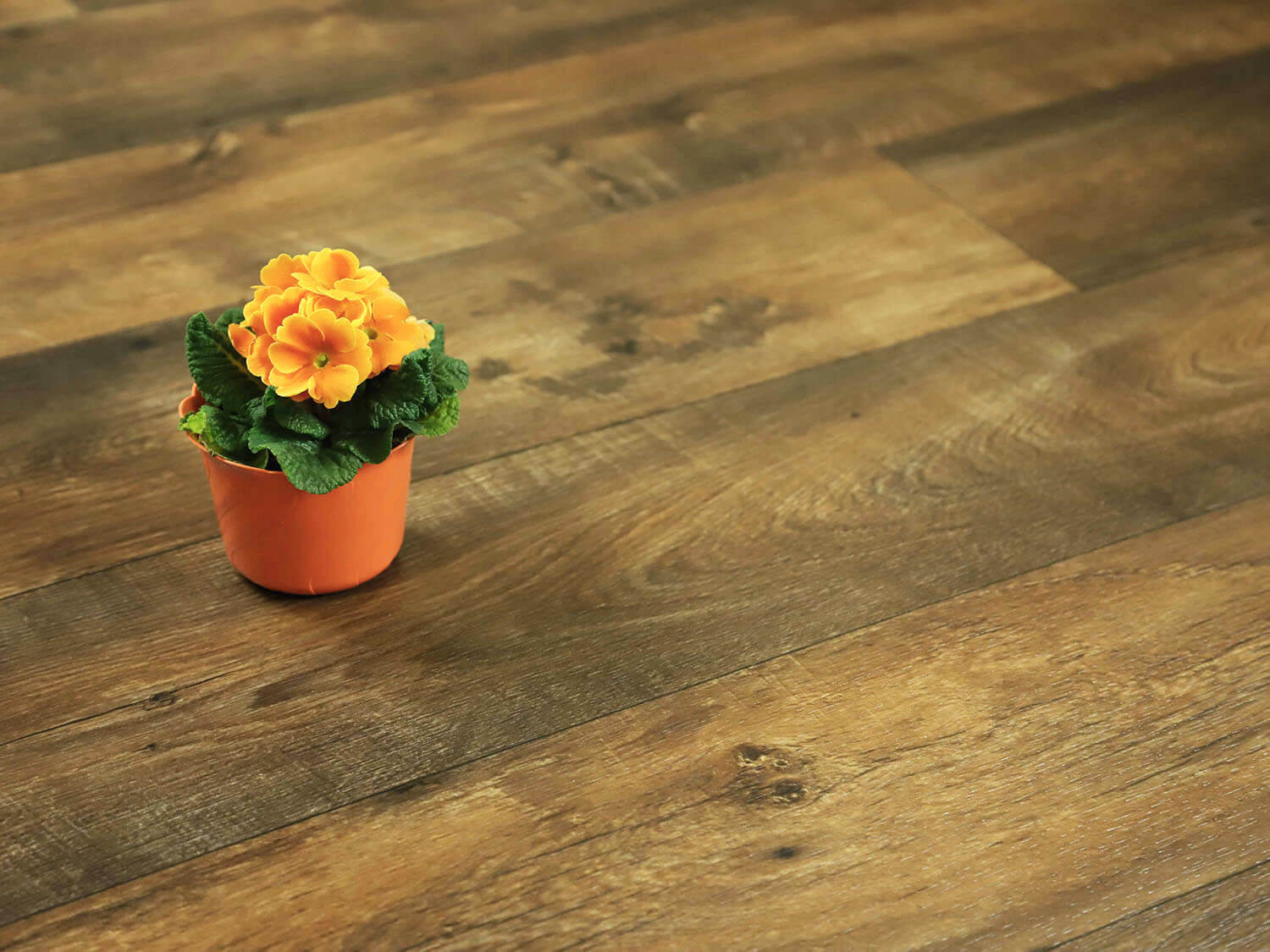 Sherwood Valley oak 664D