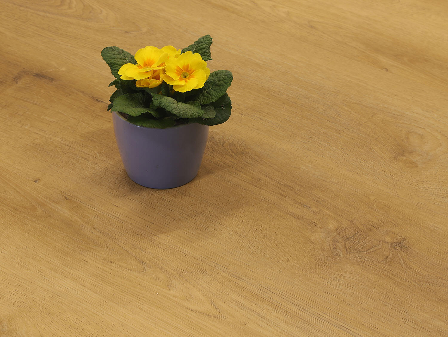 Rigid+ Dub šumavský EIR 687519