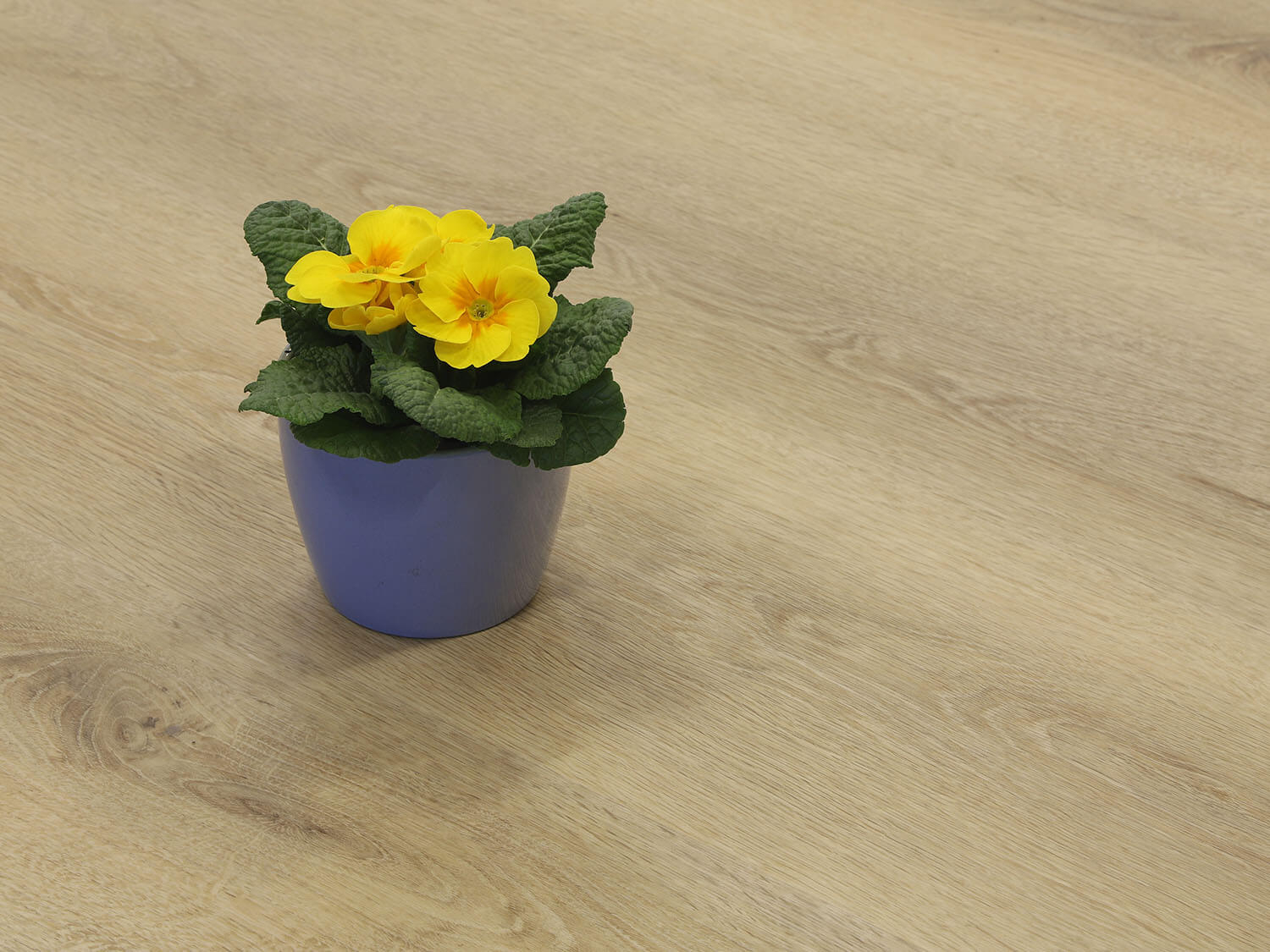 Rigid+ Dub vídeňský EIR 9217192