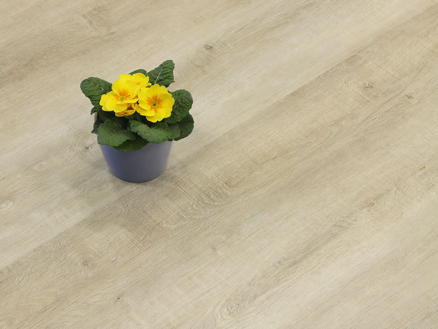 Rigid+ Dub písečný 15396