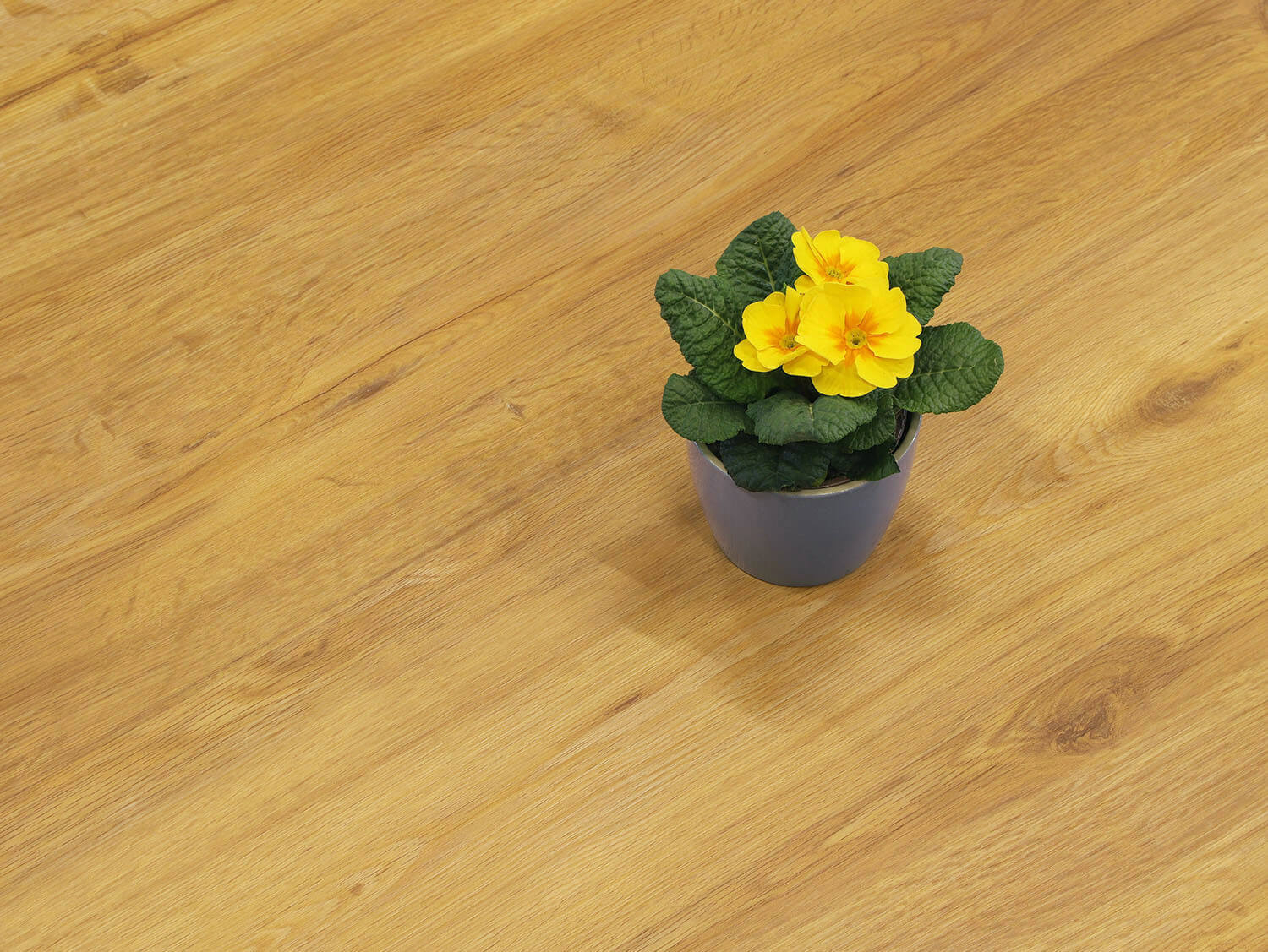 Rigid+ Dub medový EIR 8108