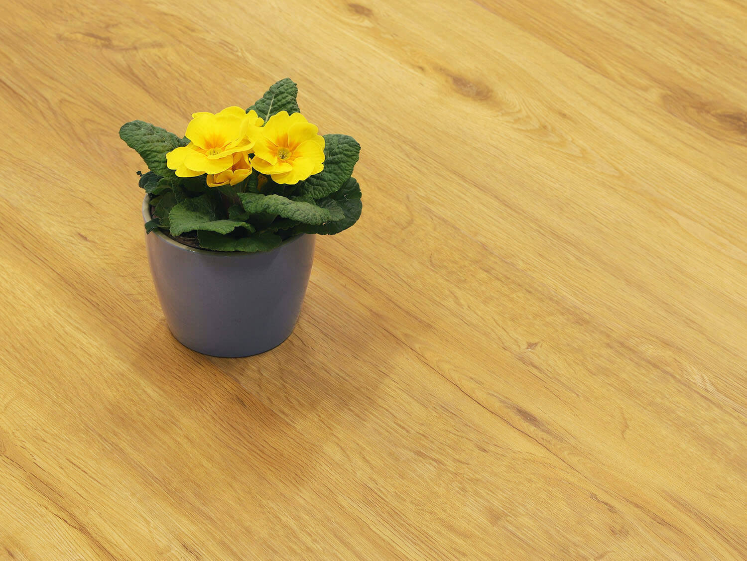 Rigid+ Dub medový EIR 8108