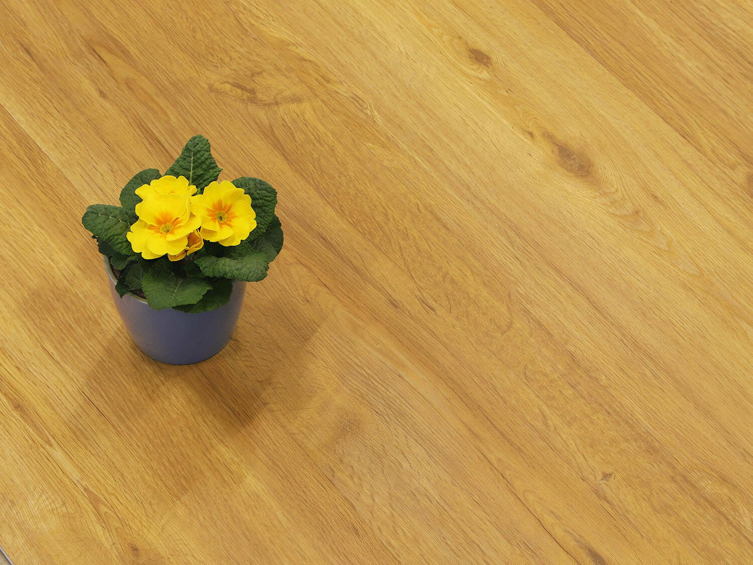 Rigid+ Dub medový EIR 8108