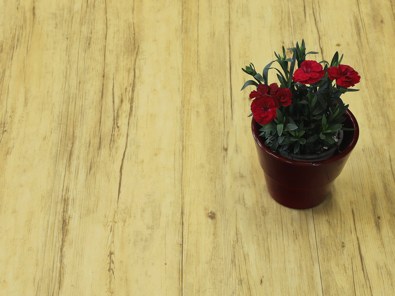 Thermofix PRO 14173-1 Buk brazilský