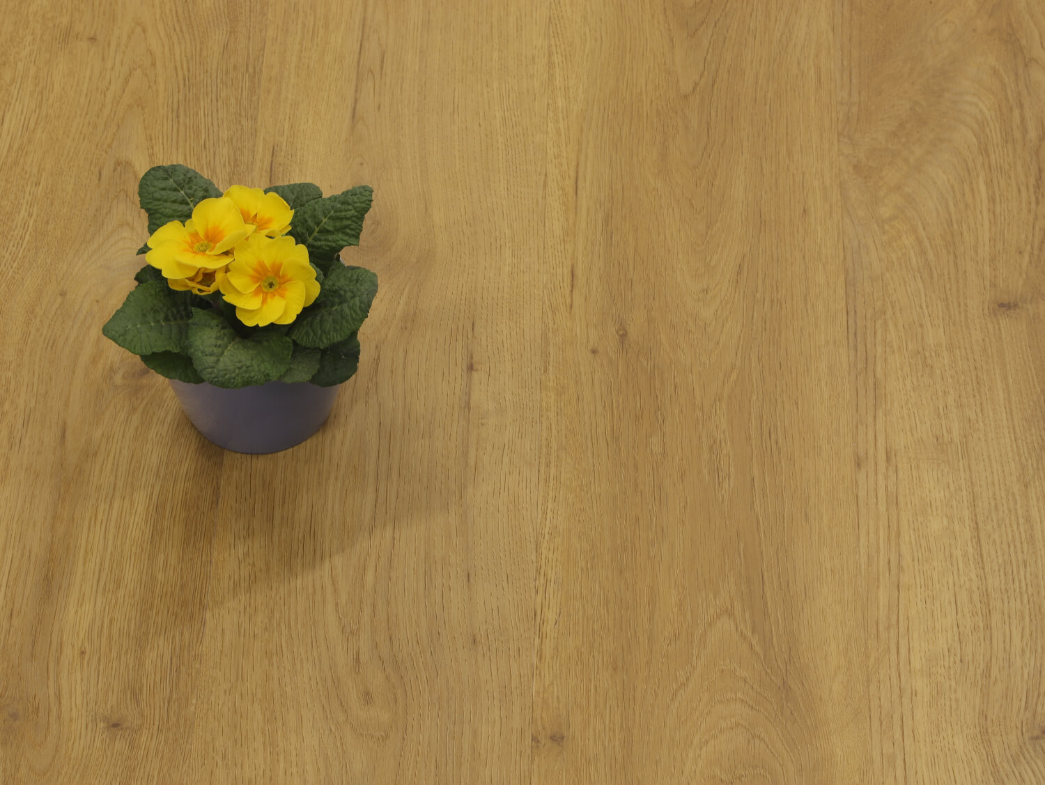 Zenn 55 RigidClick Cairo 60002236