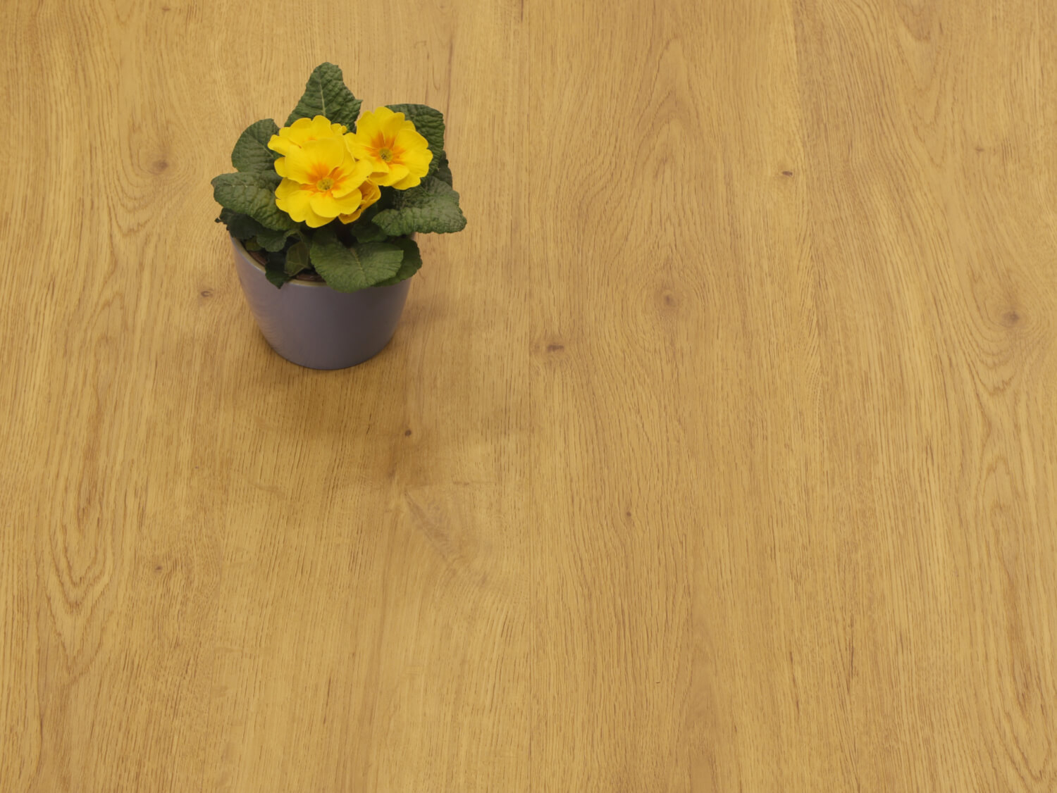 Zenn 55 RigidClick Cairo 60002236