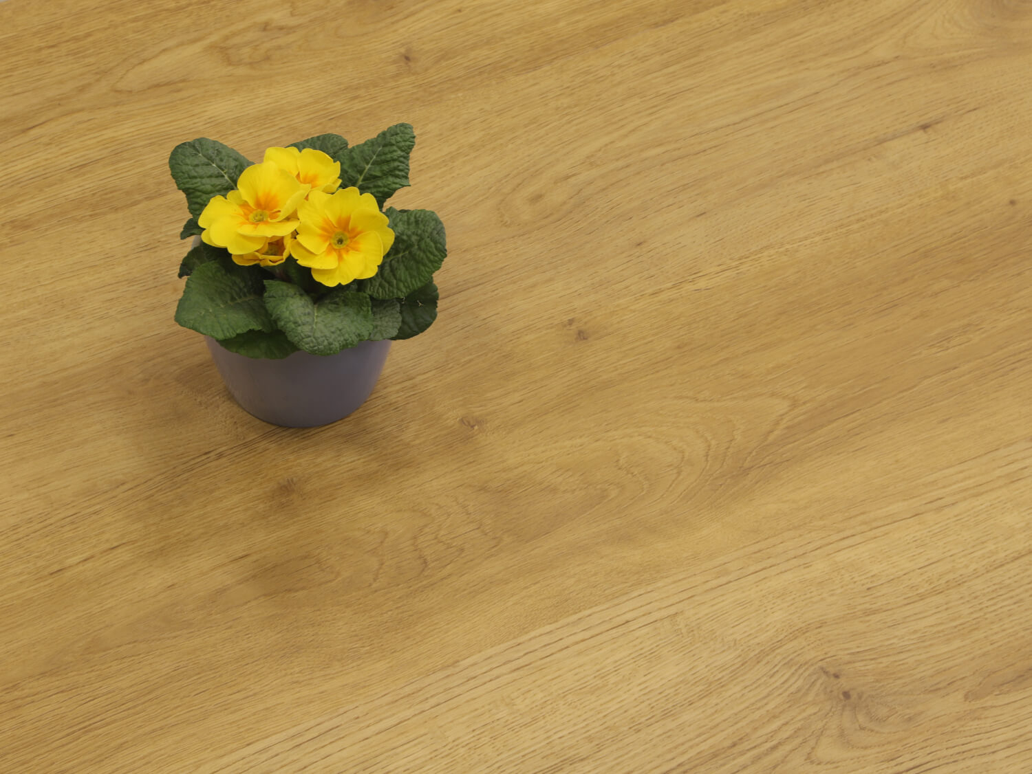 Zenn 55 lepený Cairo 60002256