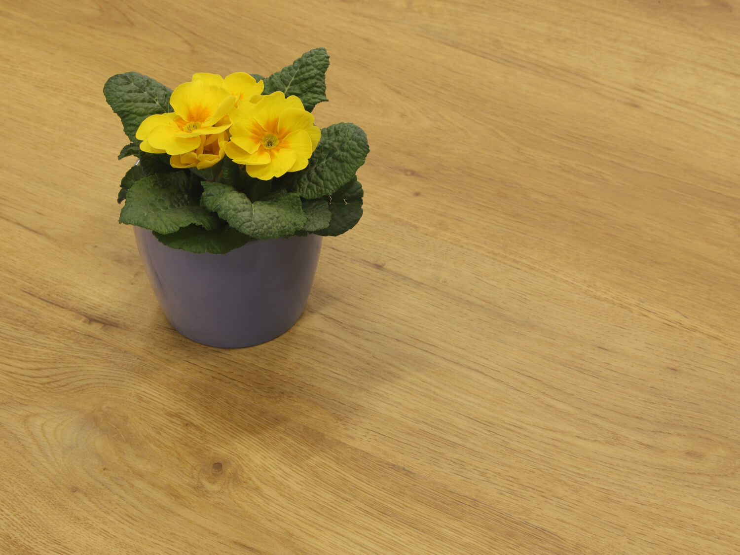 Zenn 55 lepený Cairo 60002256